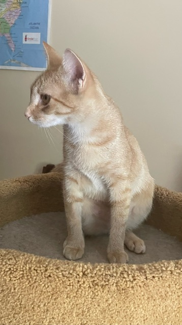 CP - NC Peaches, a Adoptable mixed breed in Winston Salem, NC image 5/5