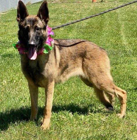 Suzie, a ADOPTABLE mixed breed in Colusa, CA image 3/6