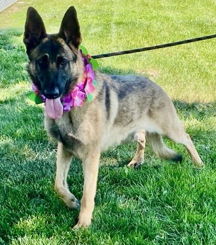 Suzie, a ADOPTABLE mixed breed in Colusa, CA image 2/6