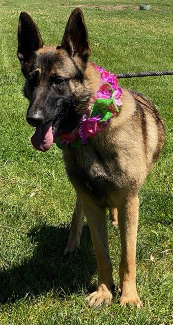 Suzie, a ADOPTABLE mixed breed in Colusa, CA image 6/6