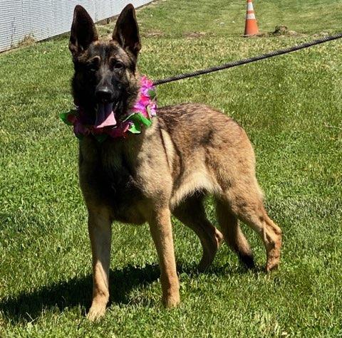 Suzie, a ADOPTABLE mixed breed in Colusa, CA image 5/6