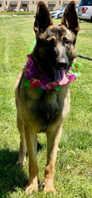 Suzie, a ADOPTABLE mixed breed in Colusa, CA image 4/6