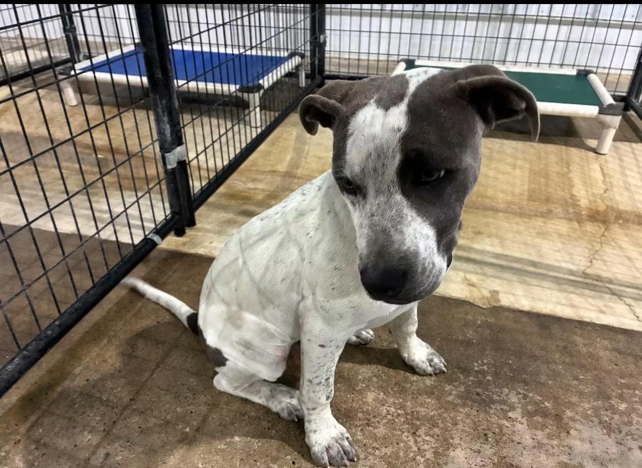 Steve, Adoptable, Adult Male Mixed Breed.