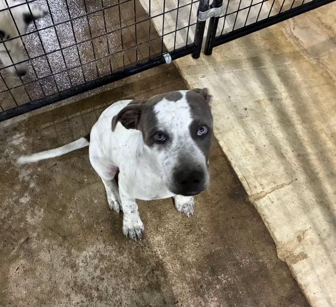 Enlarge Steve, a Adoptable mixed breed in St Henry, OH image 3/3