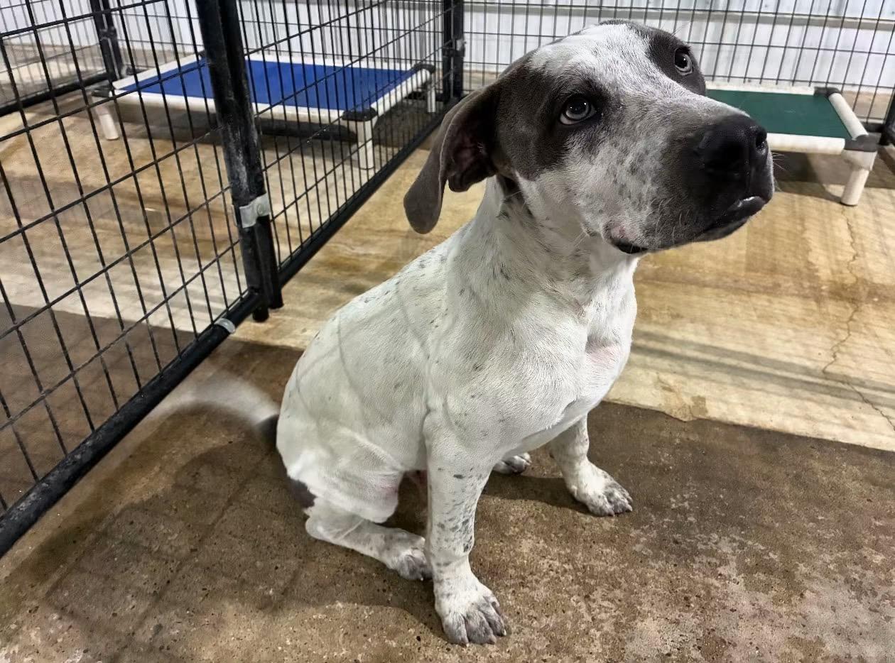 Enlarge Steve, a Adoptable mixed breed in St Henry, OH image 2/3