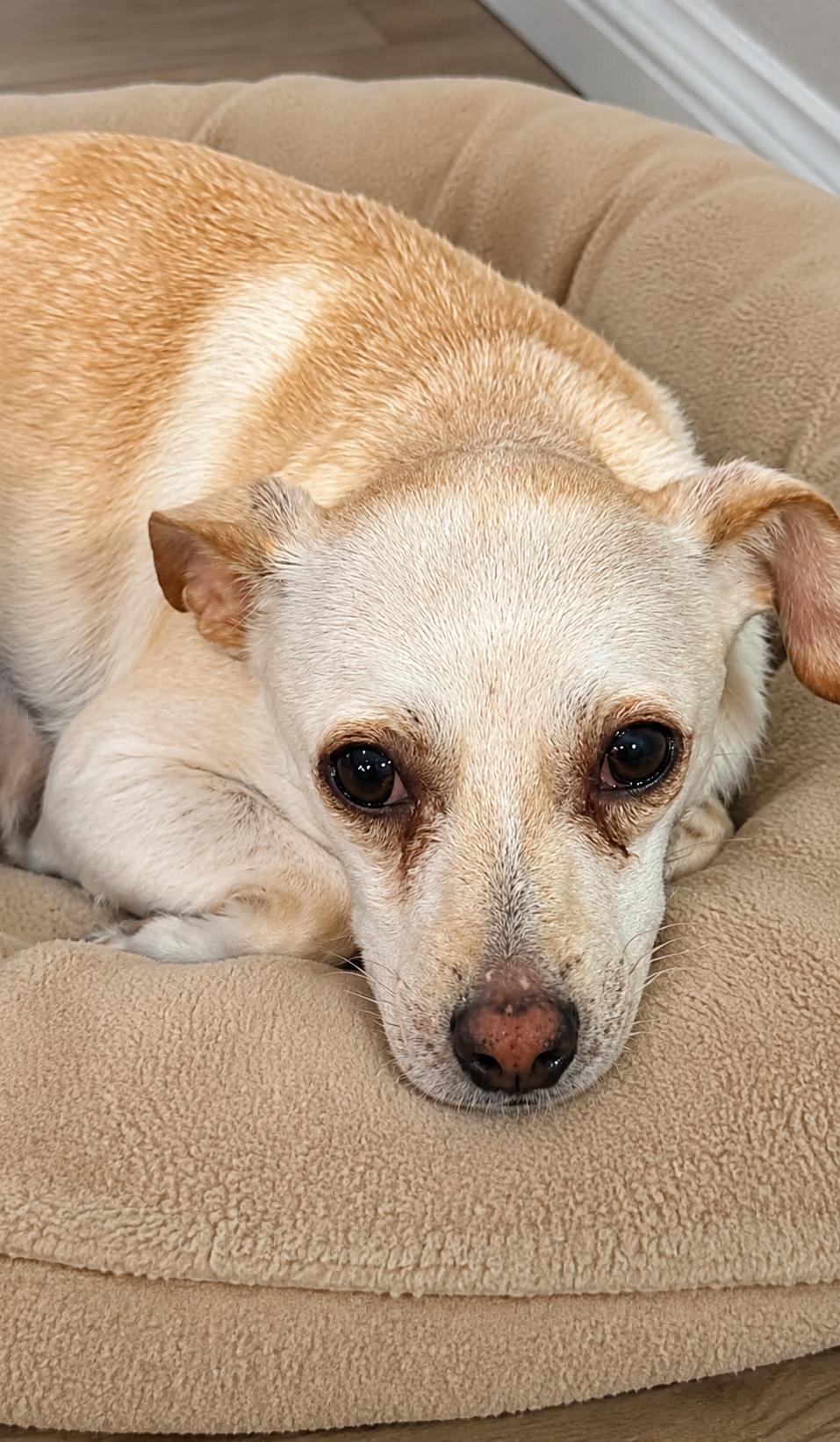 Mac, a ADOPTABLE Chihuahua in Boston, MA image 4/6