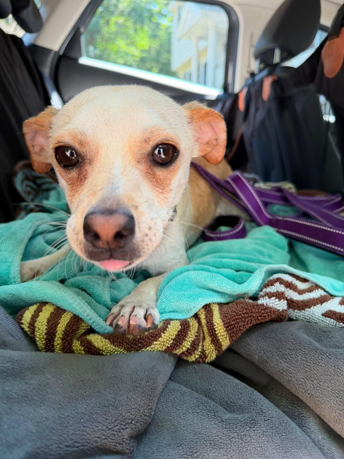 Mac, a ADOPTABLE Chihuahua in Boston, MA image 2/6
