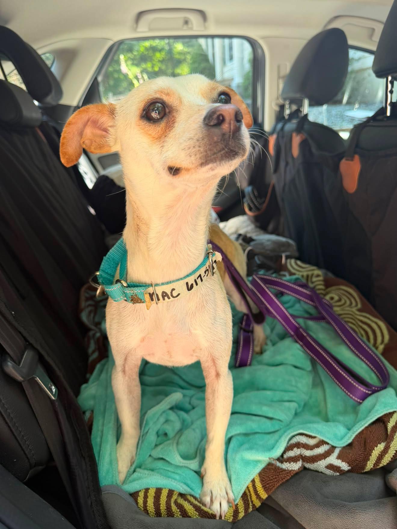 Mac, a ADOPTABLE Chihuahua in Boston, MA image 6/6