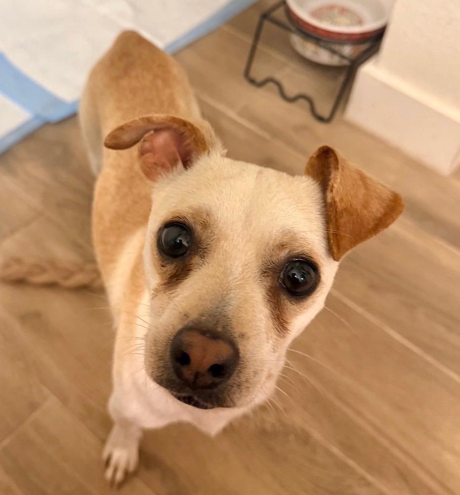 Mac, a ADOPTABLE Chihuahua in Boston, MA image 3/6