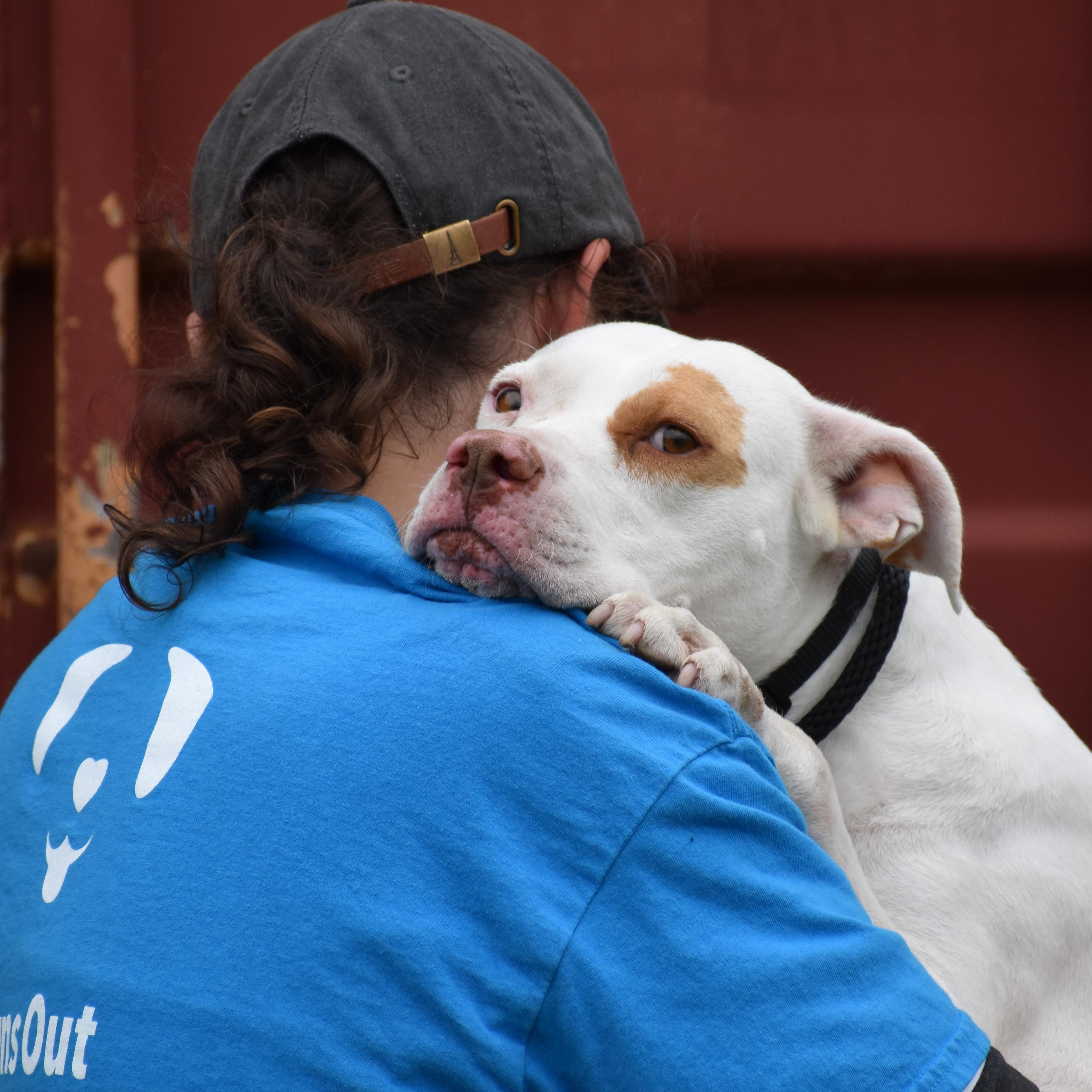 Enlarge Kyra Milligan, a ADOPTABLE mixed breed in Brooklyn, NY image 2/3
