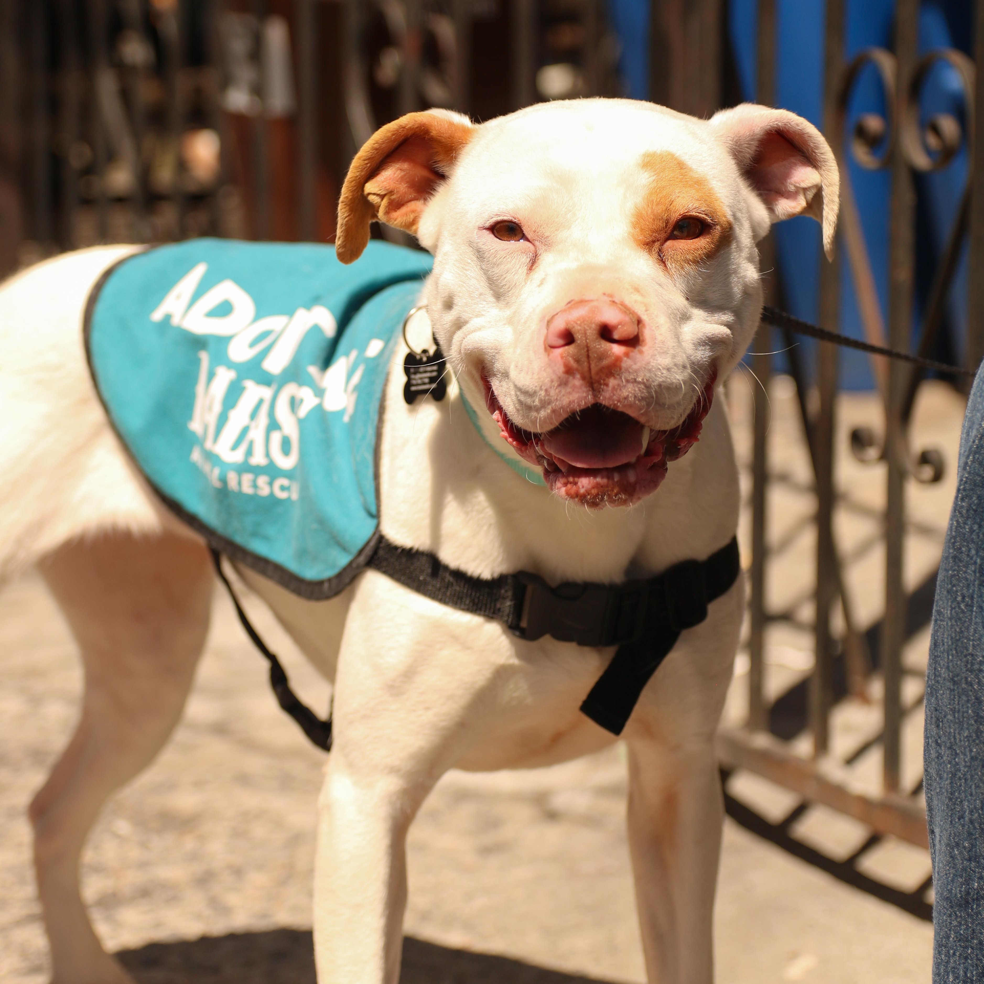 Kyra Milligan, a ADOPTABLE mixed breed in Brooklyn, NY image 1/5