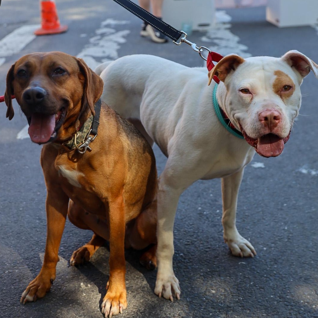 Kyra Milligan, a ADOPTABLE mixed breed in Brooklyn, NY image 4/5