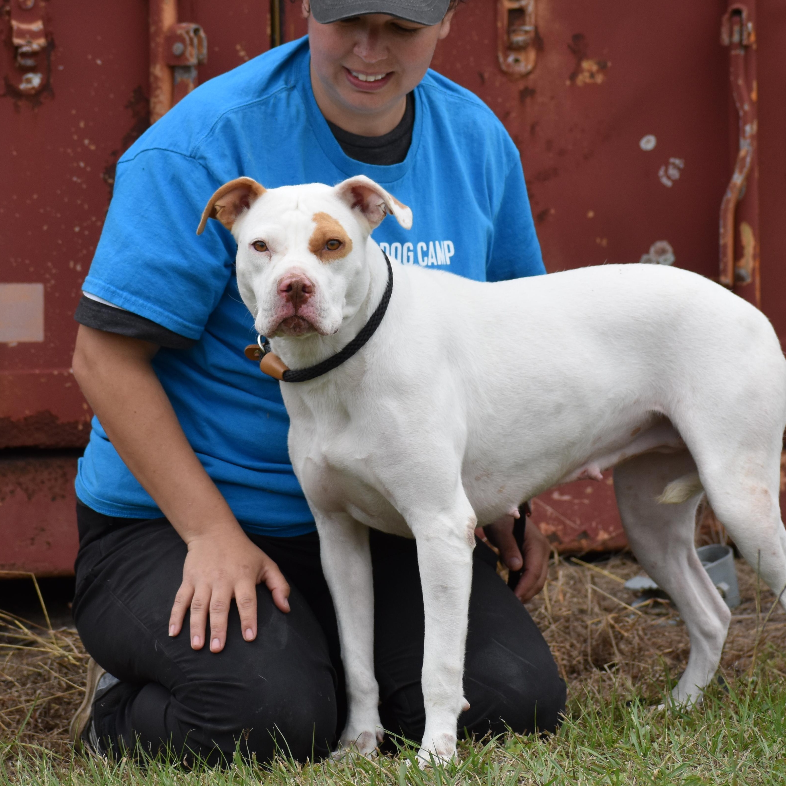 Enlarge Kyra Milligan, a ADOPTABLE mixed breed in Brooklyn, NY image 3/3
