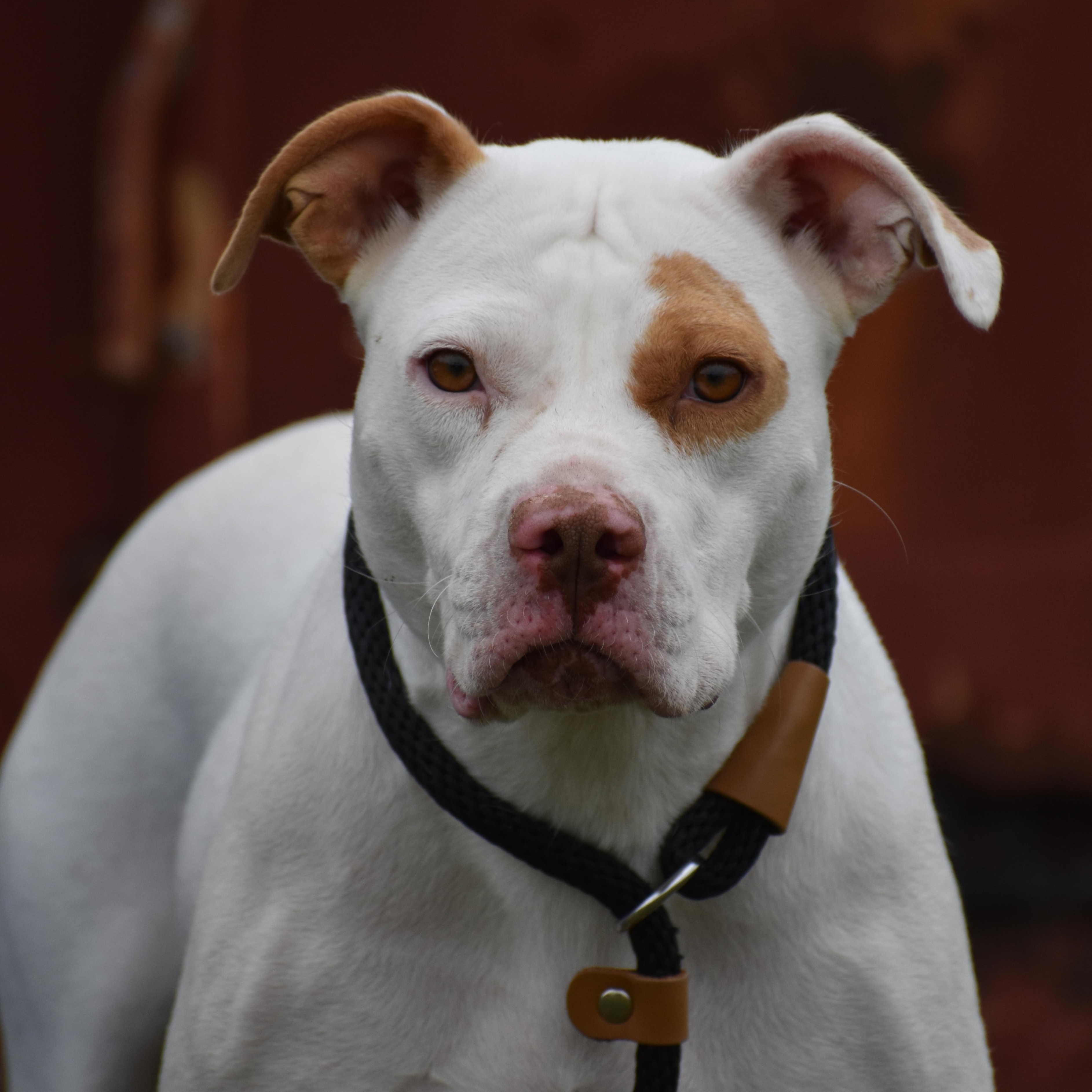 Enlarge Kyra Milligan, a ADOPTABLE mixed breed in Brooklyn, NY image 1/3