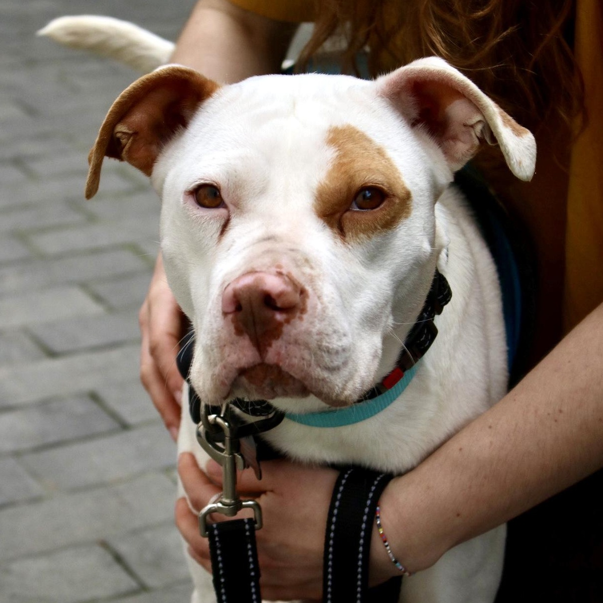 Kyra Milligan, a ADOPTABLE mixed breed in Brooklyn, NY image 2/5