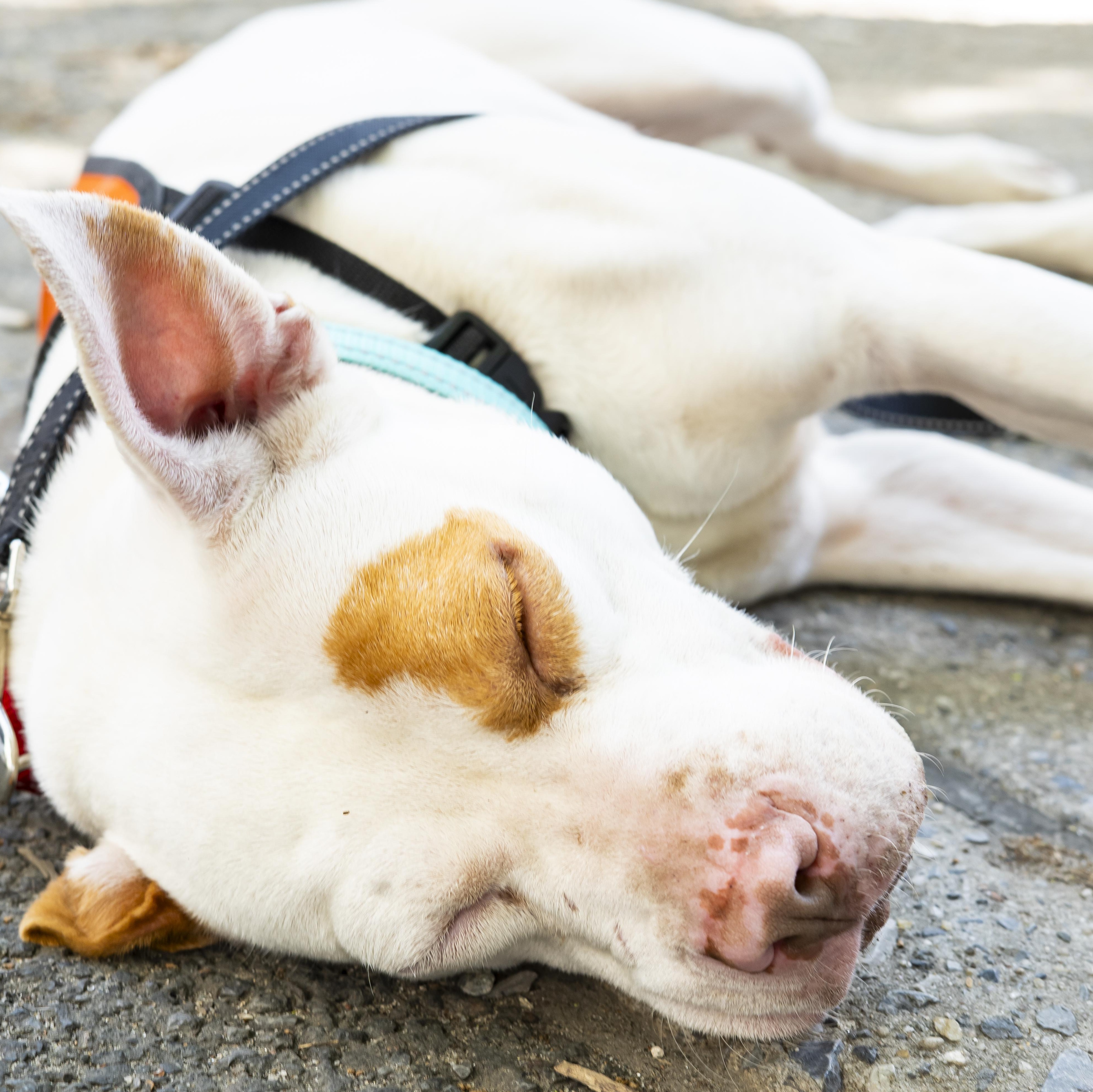Kyra Milligan, a ADOPTABLE mixed breed in Brooklyn, NY image 3/5