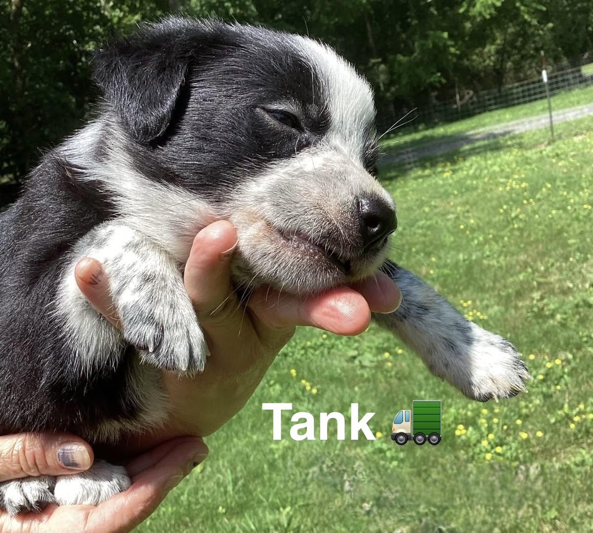 Enlarge Tank, Cash, and Mr. T, a ADOPTABLE mixed breed in Ooltewah, TN image 1/5