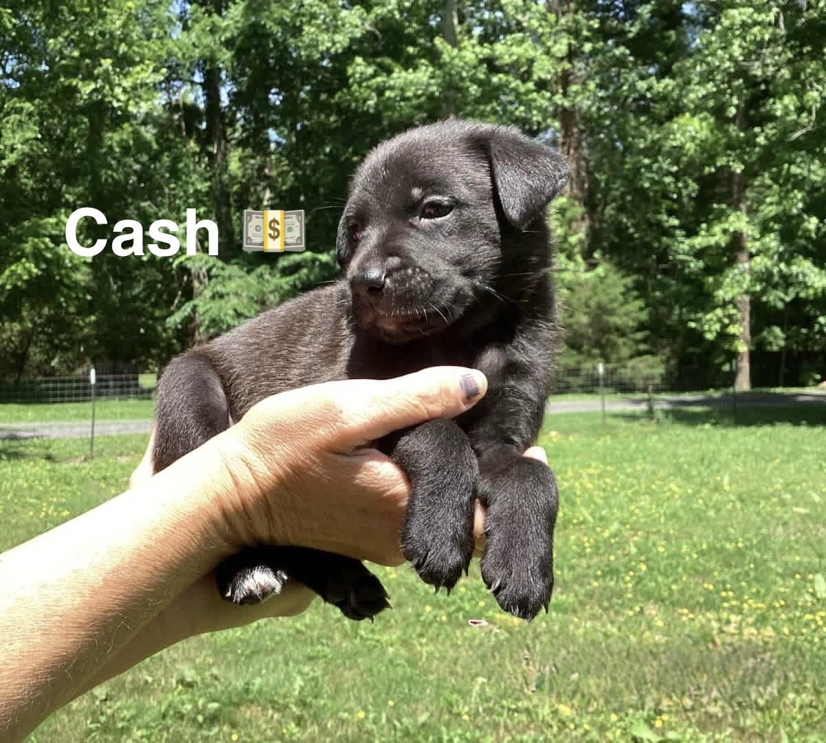 Enlarge Tank, Cash, and Mr. T, a ADOPTABLE mixed breed in Ooltewah, TN image 2/5