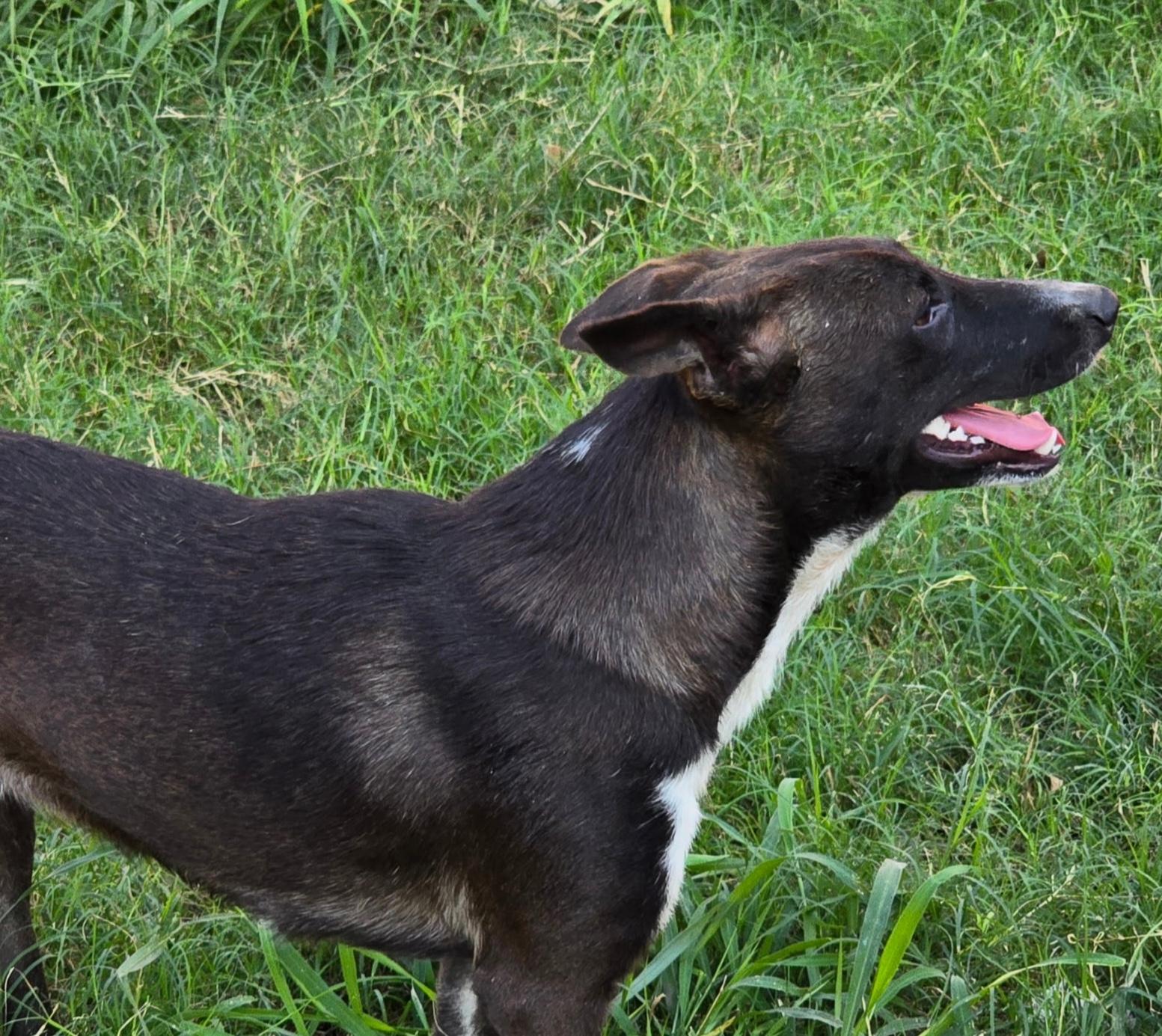 Enlarge Smokey, a Adoptable mixed breed in Southbridge, MA image 5/6