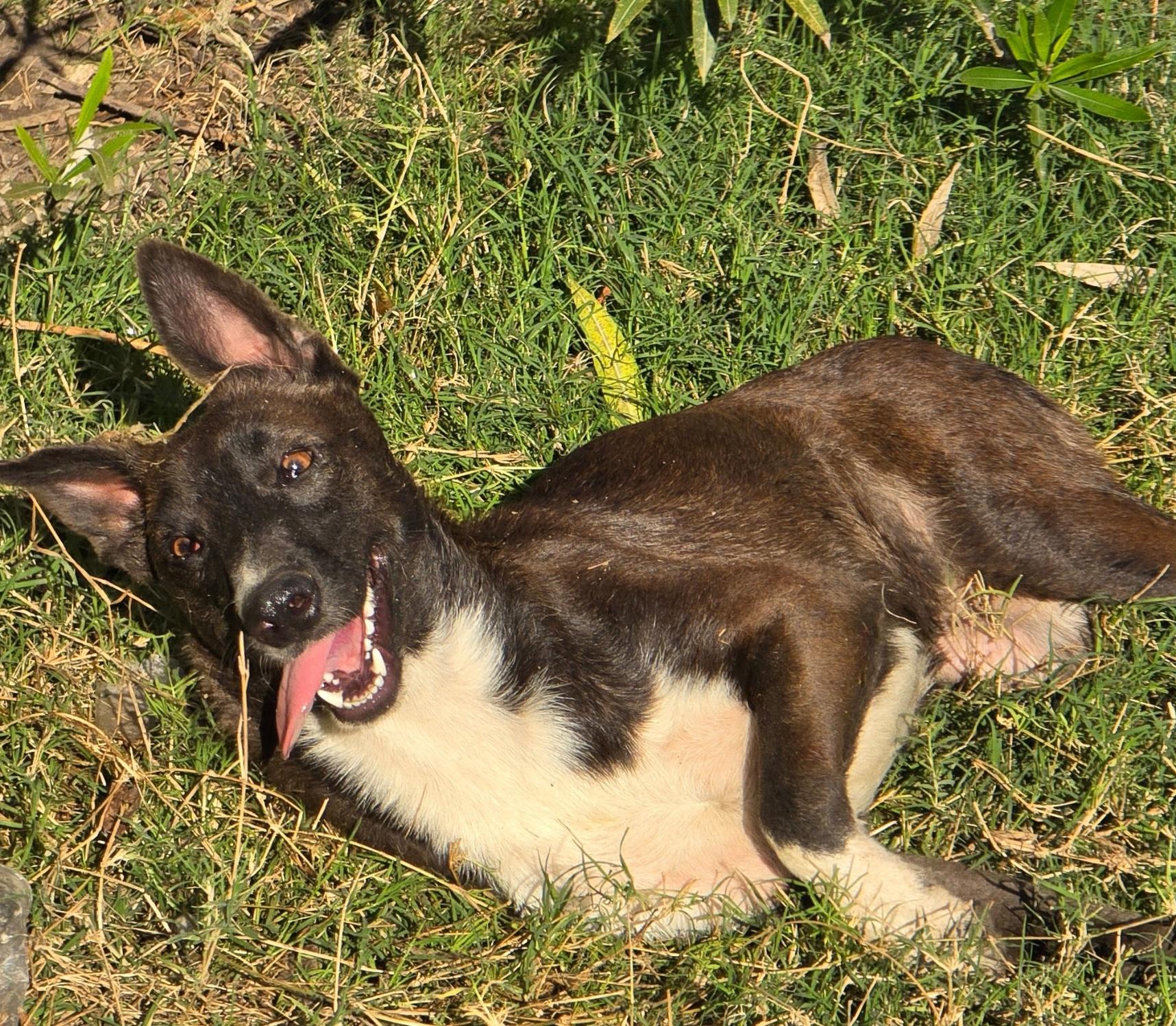 Enlarge Smokey, a Adoptable mixed breed in Southbridge, MA image 3/6