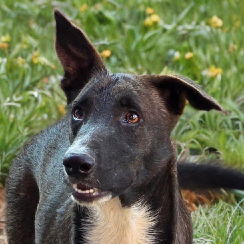 Smokey, Adoptable, Young Female Shepherd.
