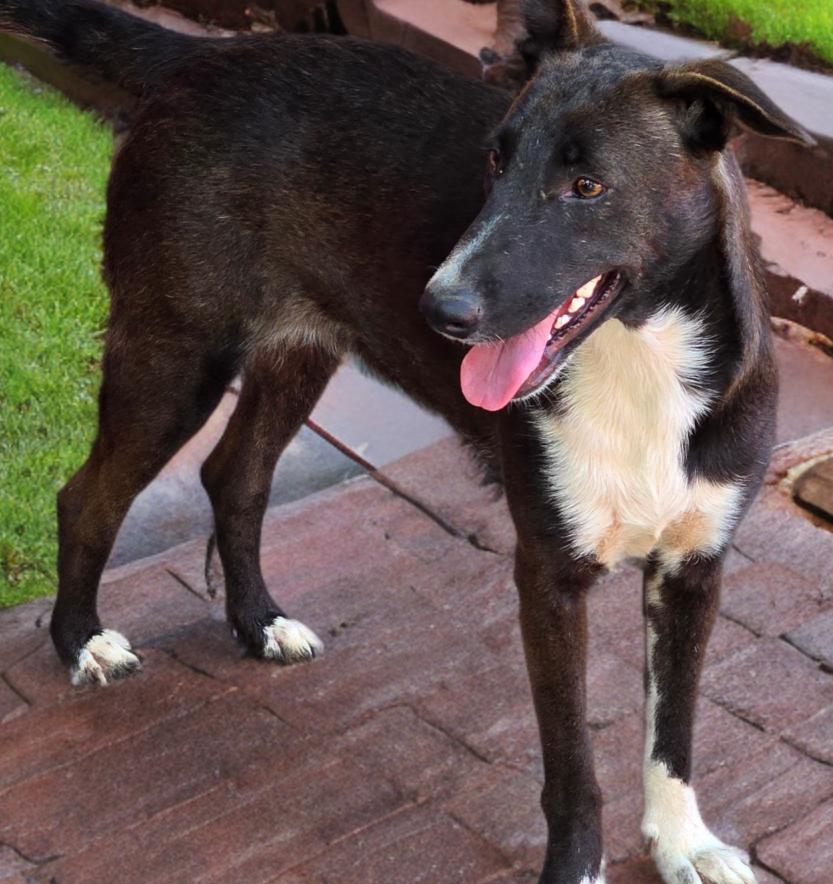 Enlarge Smokey, a Adoptable mixed breed in Southbridge, MA image 2/6