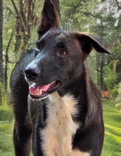 Enlarge Smokey, a Adoptable mixed breed in Southbridge, MA image 6/6