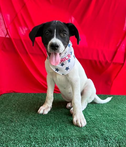 Enlarge Tucker, a Adopted mixed breed in Vernon, CT image 2/6