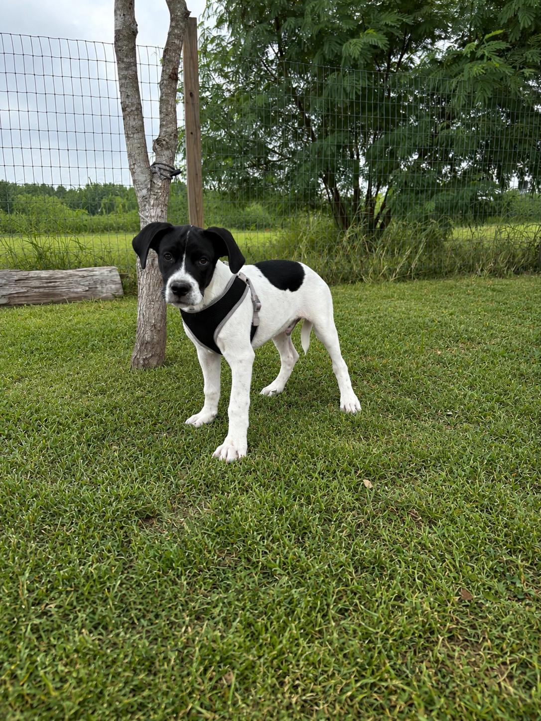 Enlarge Tucker, a Adopted mixed breed in Vernon, CT image 4/6