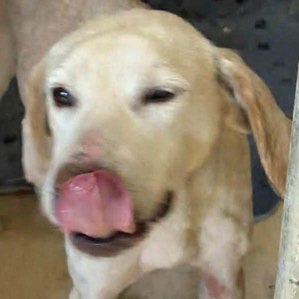 DALLAS, adoptable, Adult Male Beagle & German Shepherd Dog.