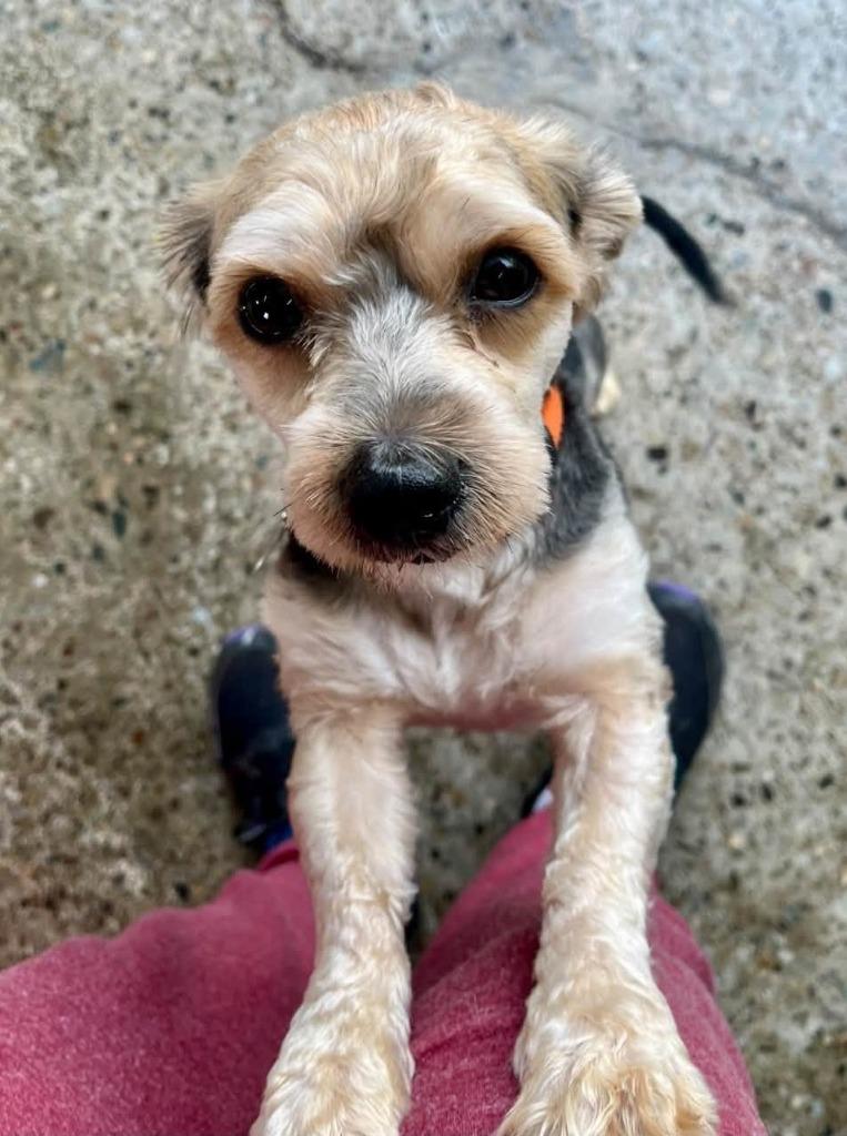 Malachi, Adoptable, Young Male Yorkshire Terrier & Mixed Breed.