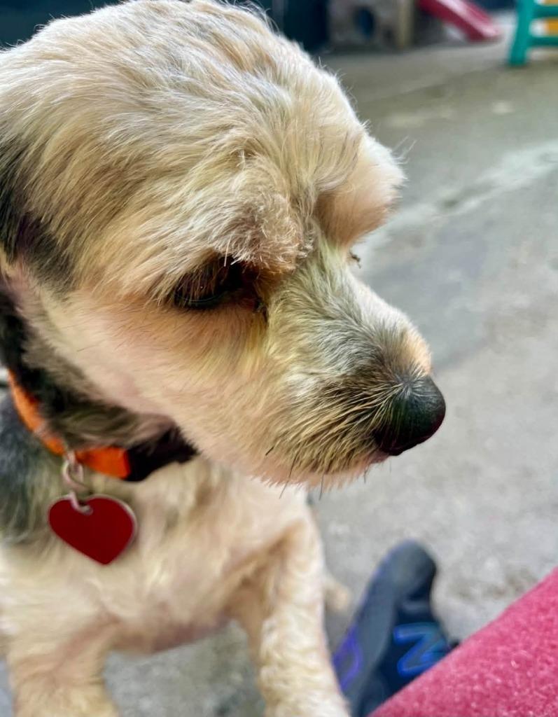 Enlarge Malachi, a Adoptable mixed breed in Warren, MI image 2/4