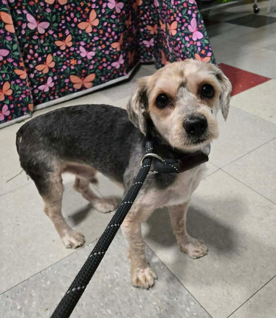 Enlarge Malachi, a Adoptable mixed breed in Warren, MI image 4/4