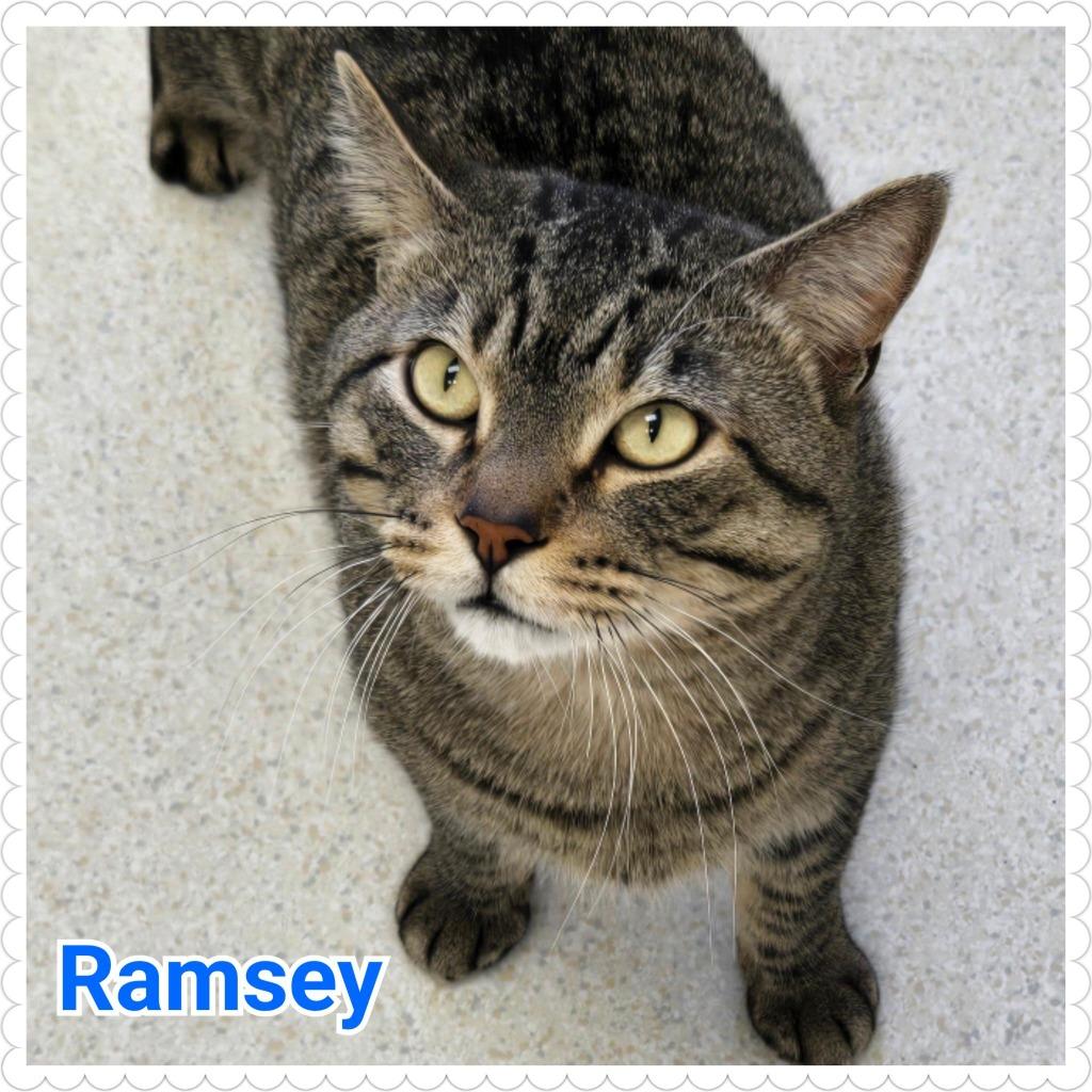 Ramsey, Adoptable, Adult Male Domestic Short Hair.