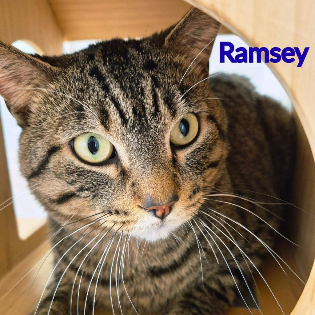 Enlarge Ramsey, a Adoptable mixed breed in North Saint Paul, MN image 2/3