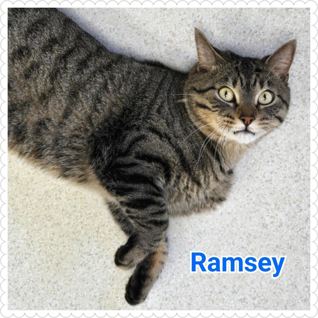 Enlarge Ramsey, a Adoptable mixed breed in North Saint Paul, MN image 3/3