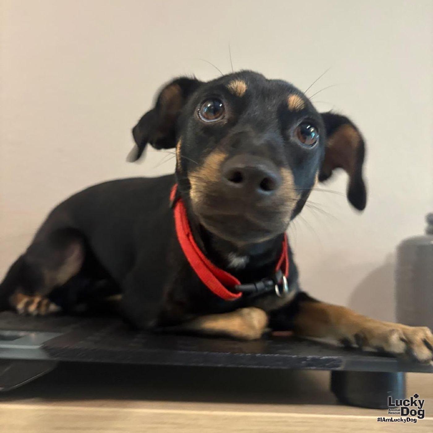 Luna, Adopted, Young Female Chihuahua.