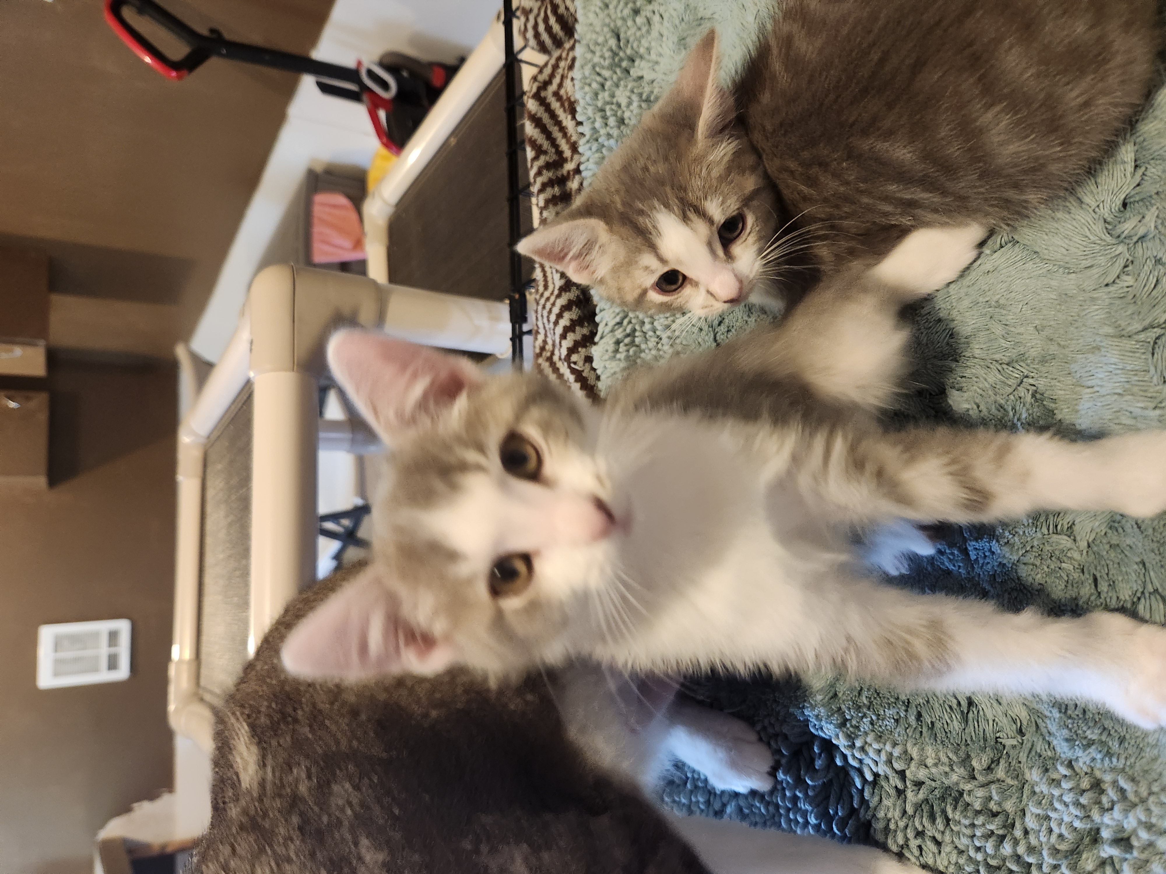 Cat for adoption Pipin, a Domestic Short Hair in Greeley, CO Petfinder