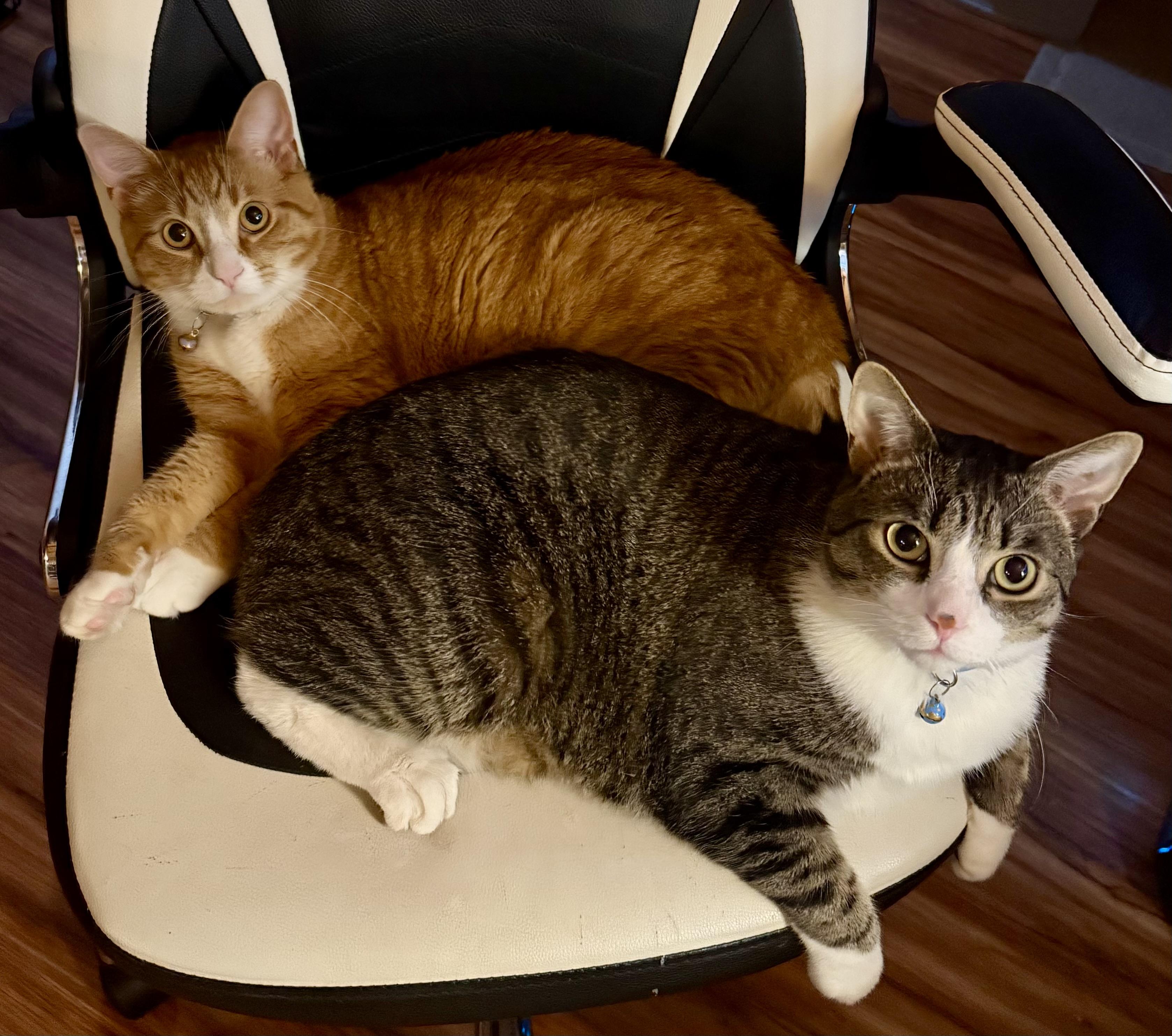 Ollie & Binks, a Adoptable Domestic Short Hair in Andover, CT image 6/6