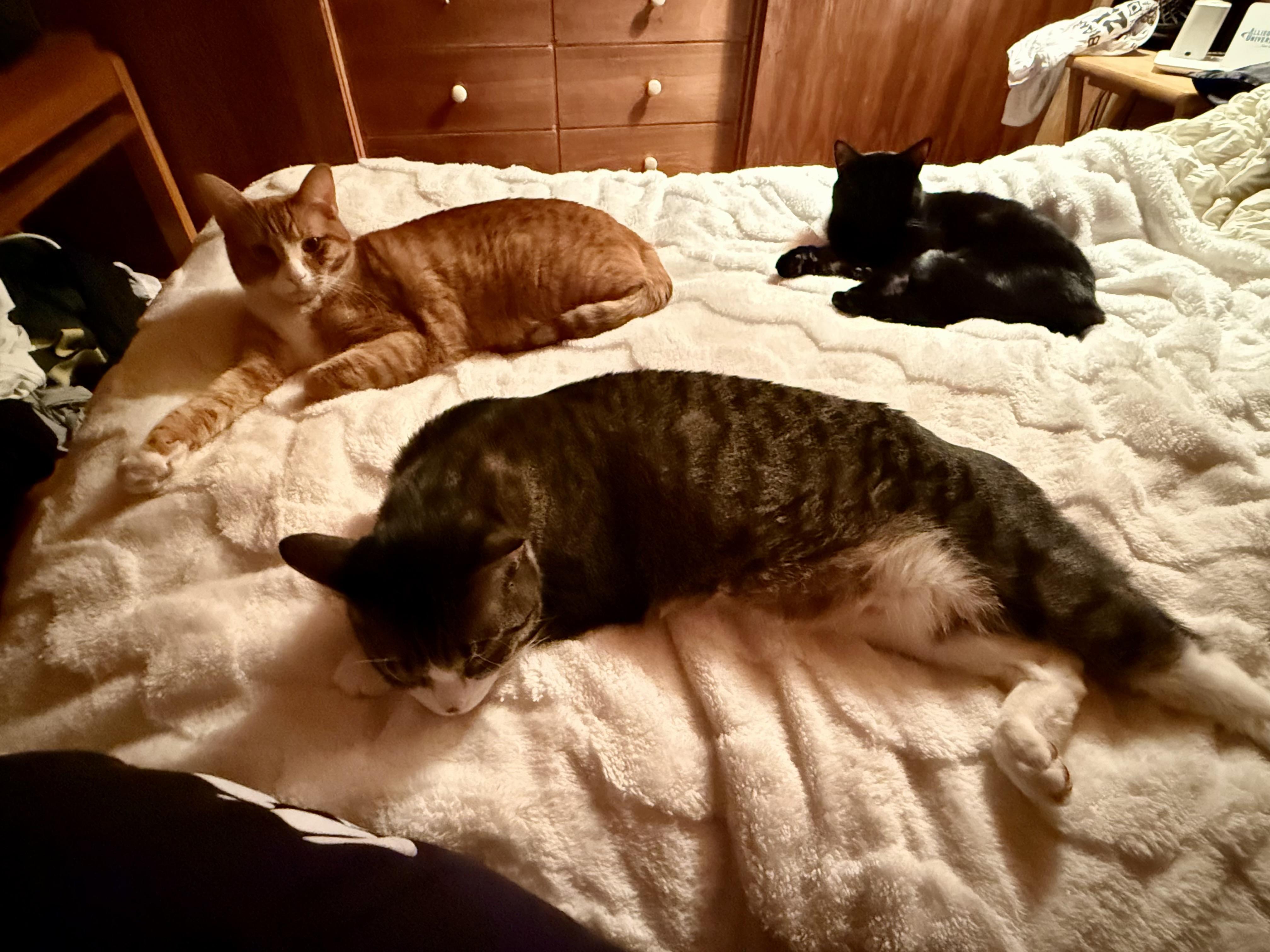 Ollie & Binks, a Adoptable Domestic Short Hair in Andover, CT image 4/6
