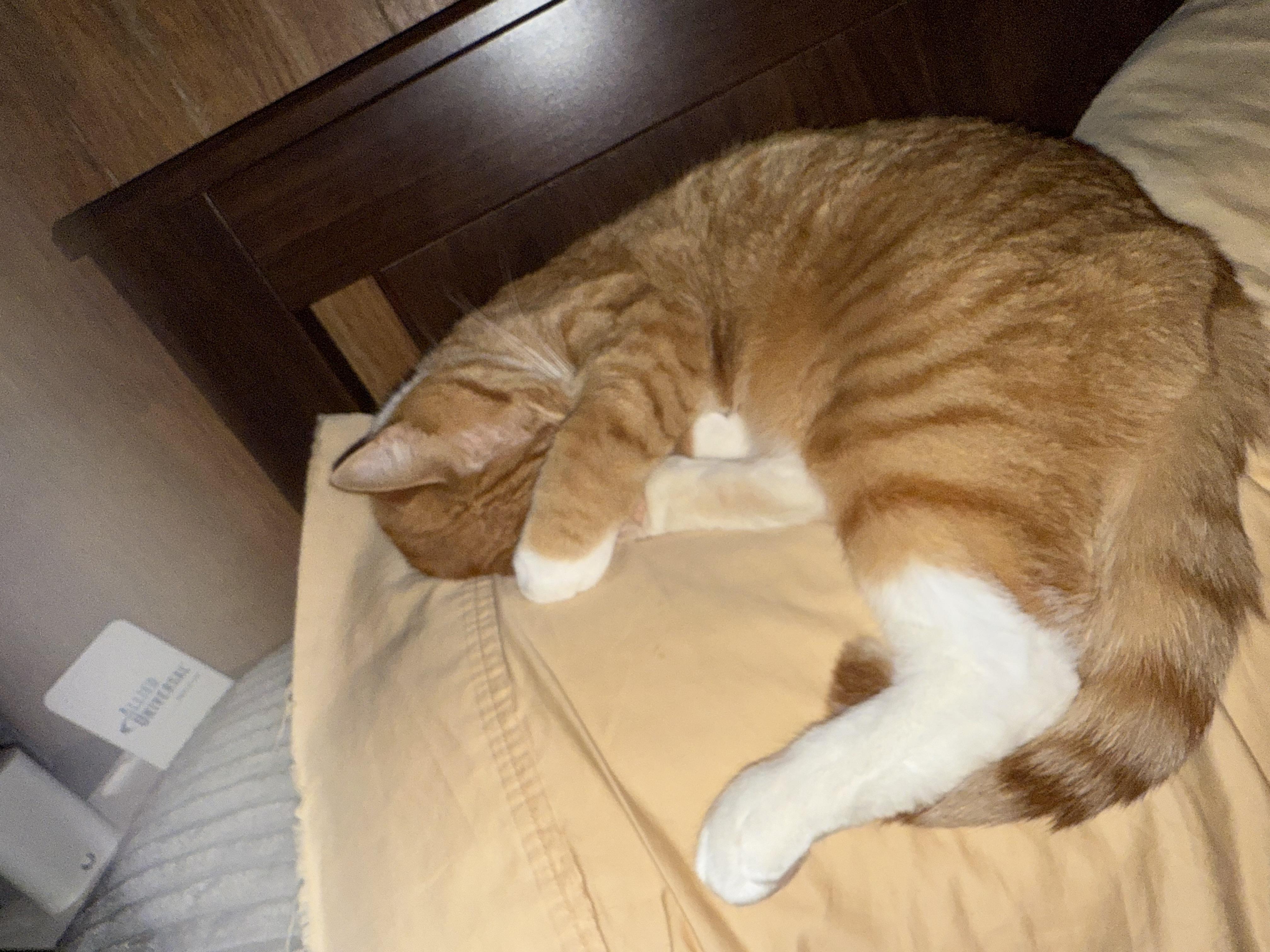 Ollie & Binks, a Adoptable Domestic Short Hair in Andover, CT image 5/6