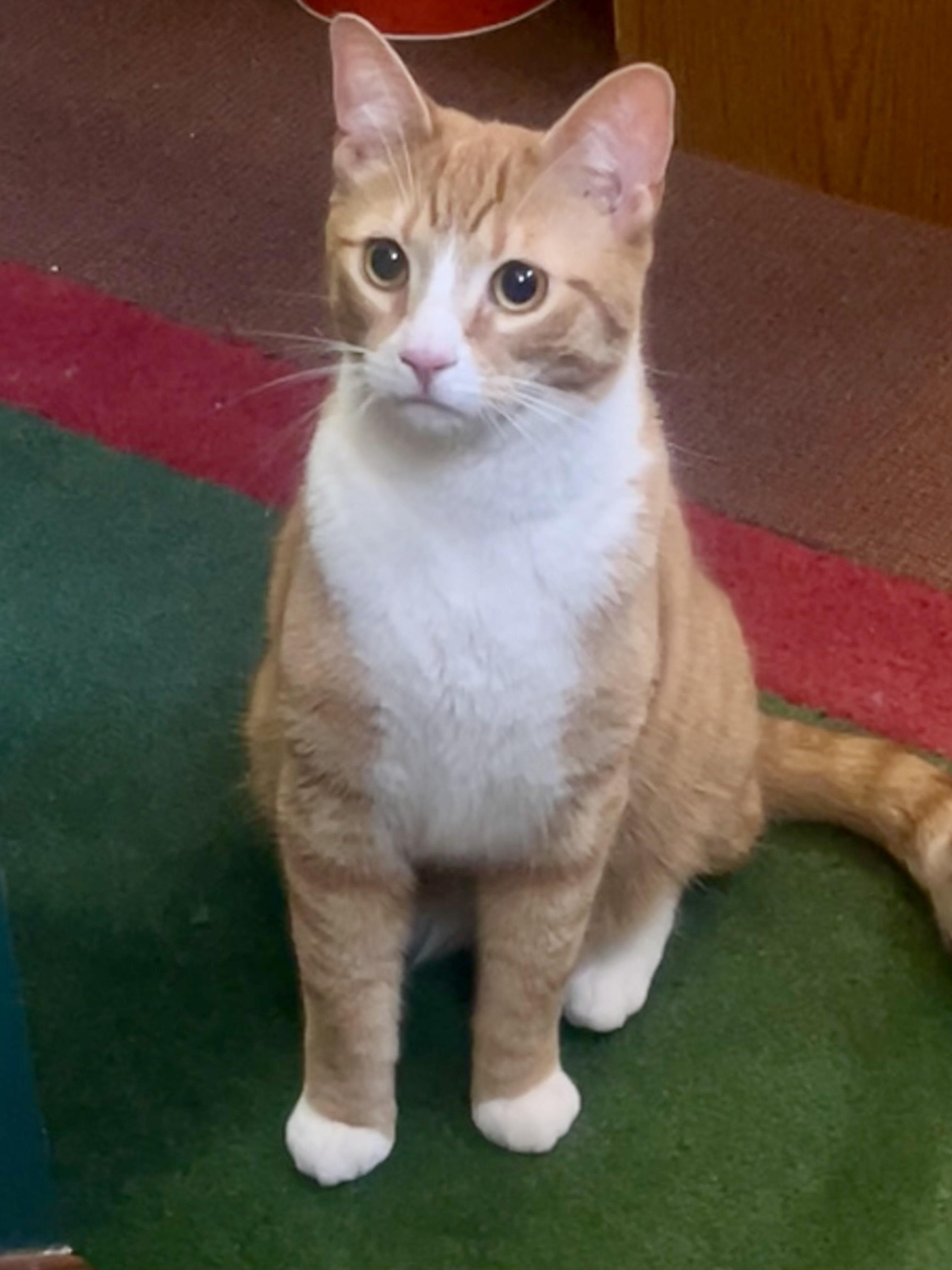 Ollie & Binks, a Adoptable Domestic Short Hair in Andover, CT image 2/6