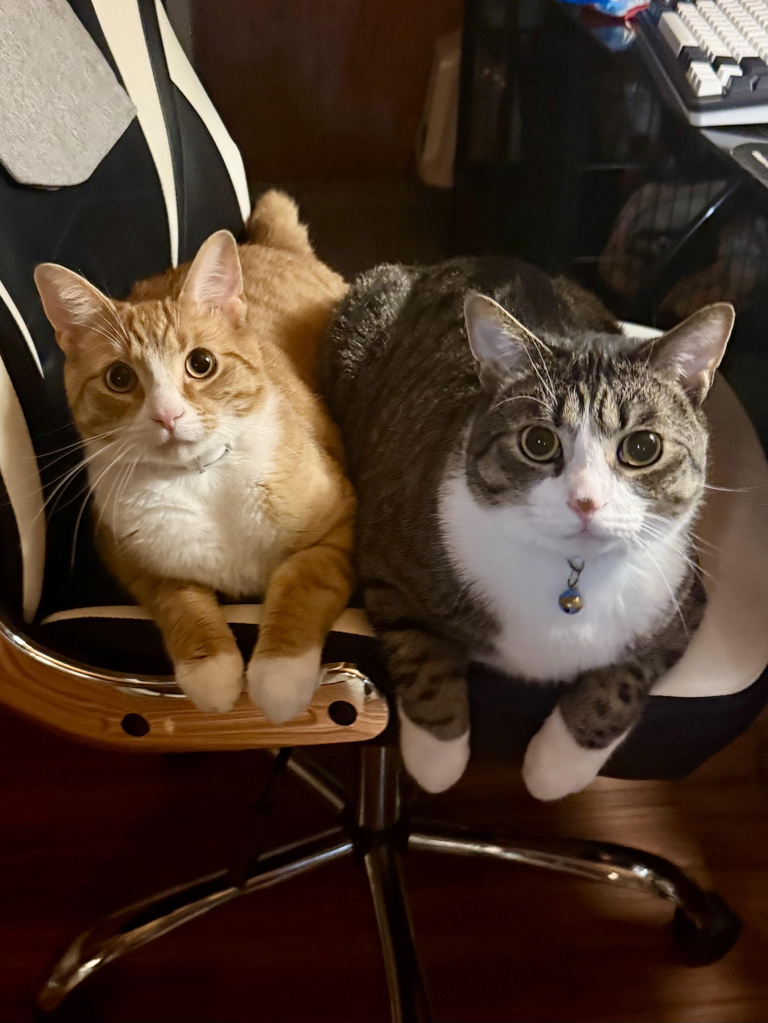 Ollie & Binks, a Adoptable Domestic Short Hair in Andover, CT image 1/6