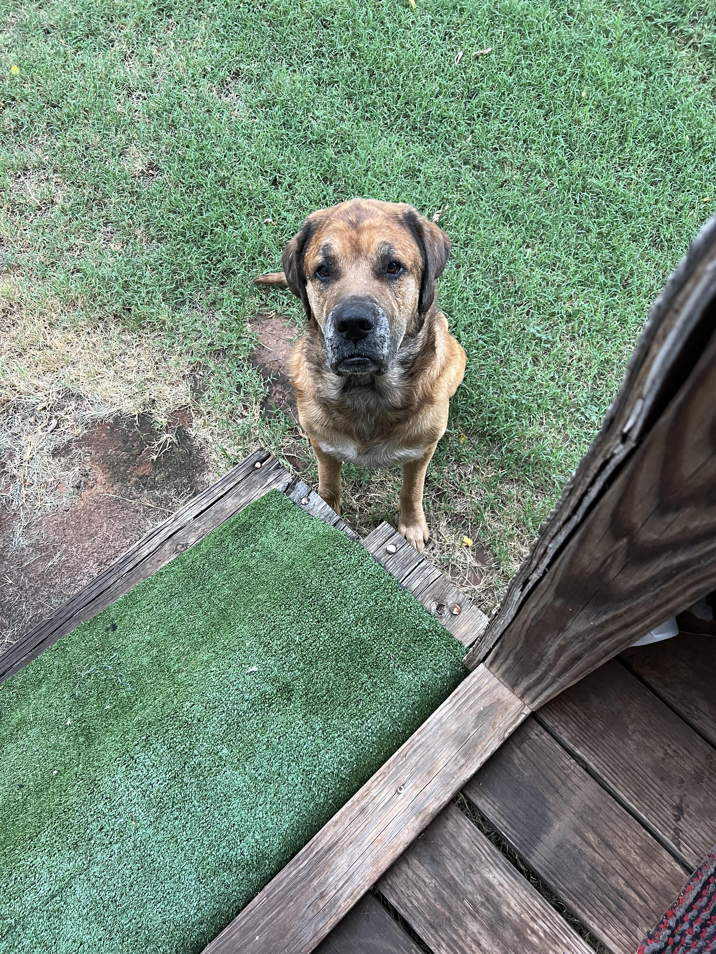 Duke, ADOPTABLE, Adult Male Mastiff.