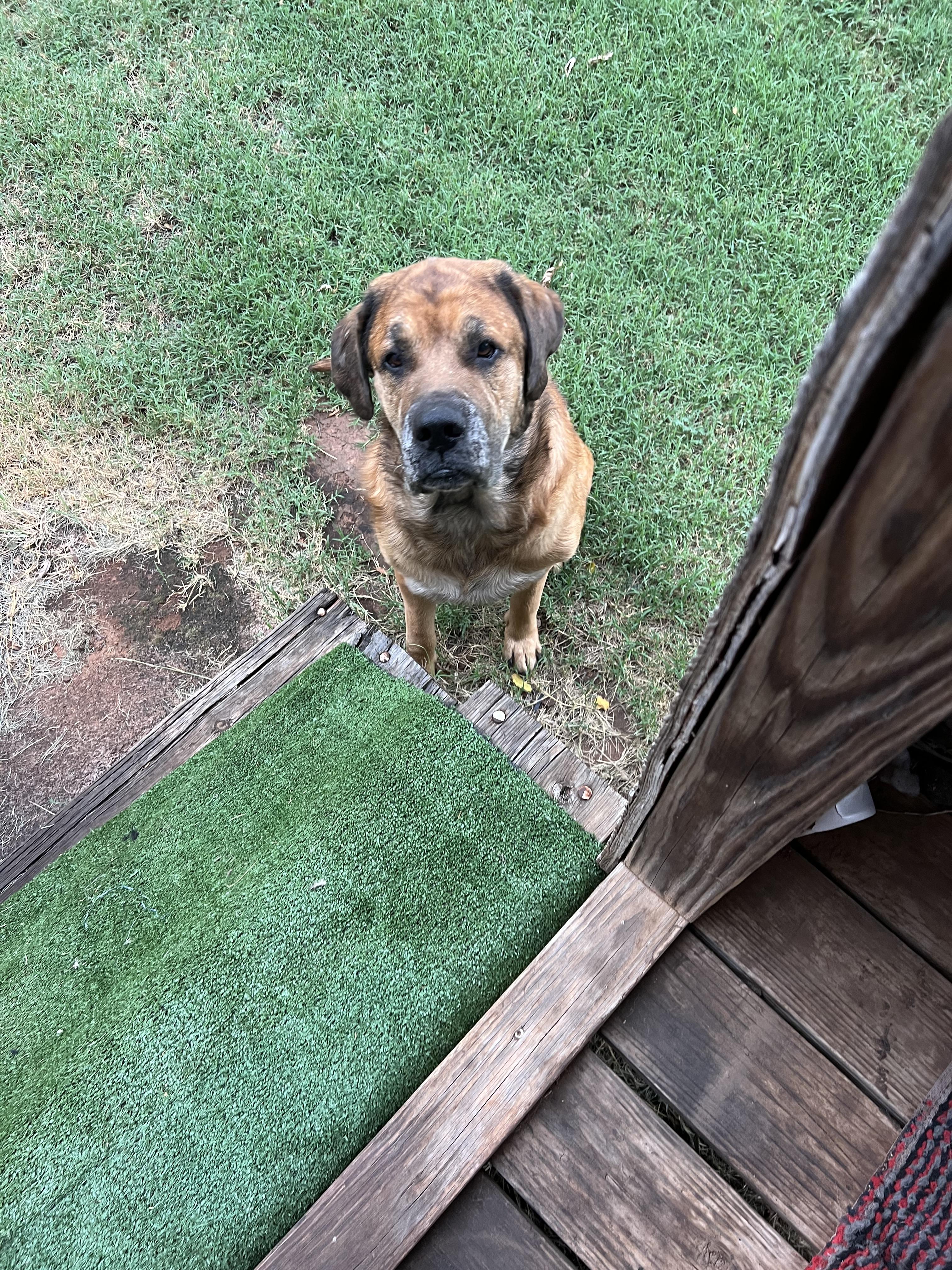 Enlarge Duke, a ADOPTABLE Mastiff in Carnegie, OK image 3/3
