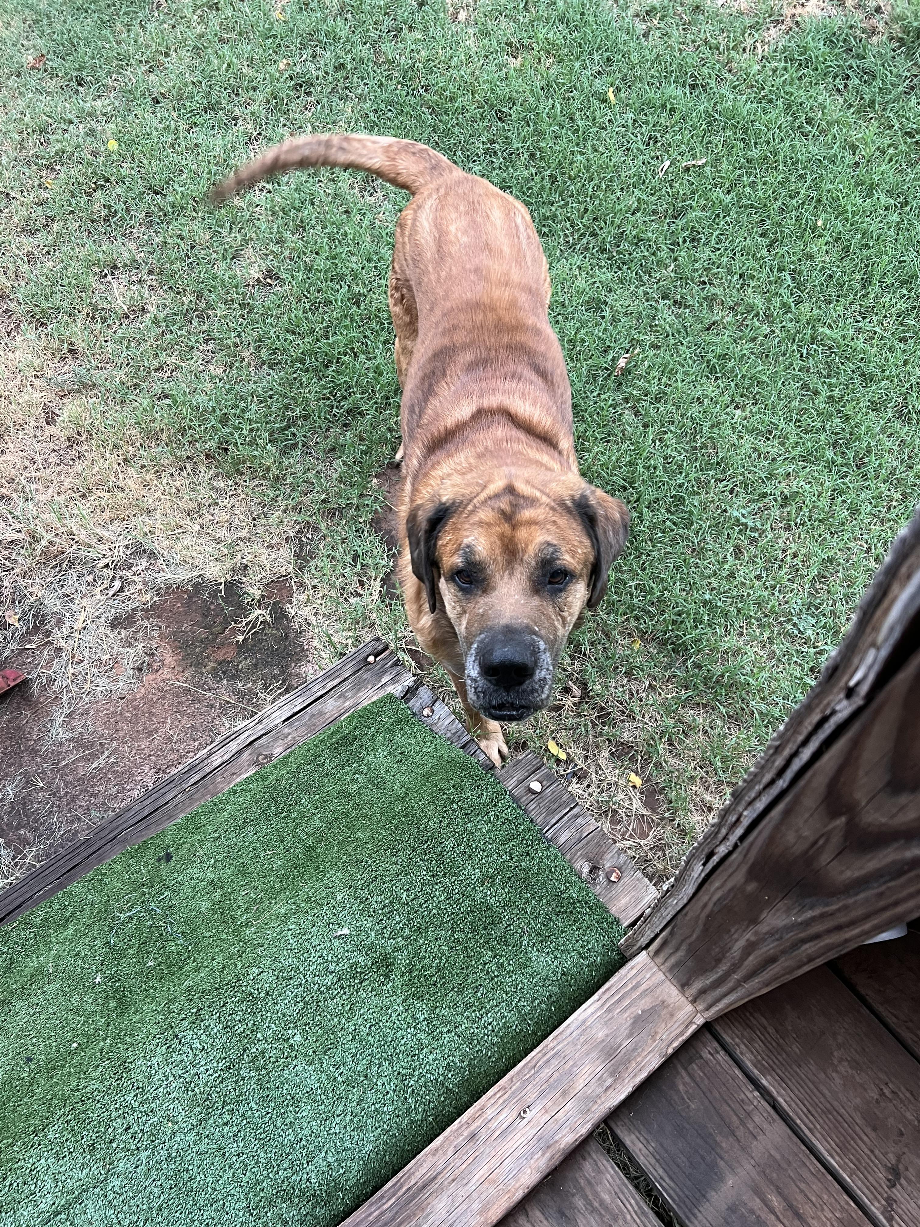 Enlarge Duke, a ADOPTABLE Mastiff in Carnegie, OK image 2/3