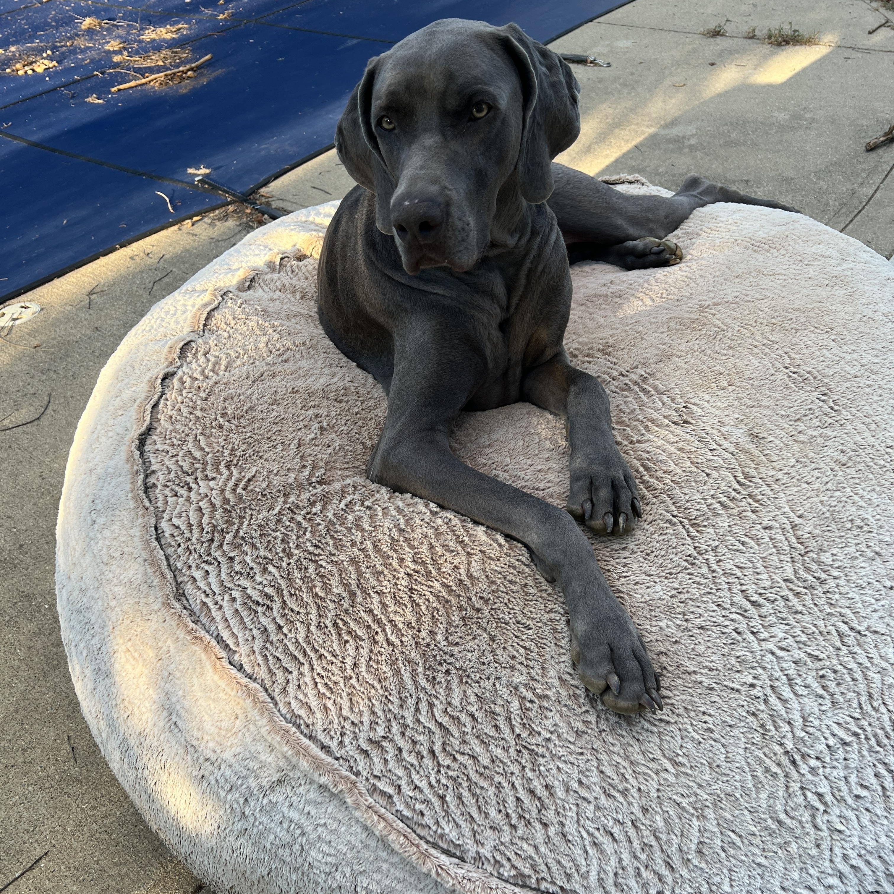 Blue, a Adoptable Weimaraner in Jeffersonville, IN image 3/3