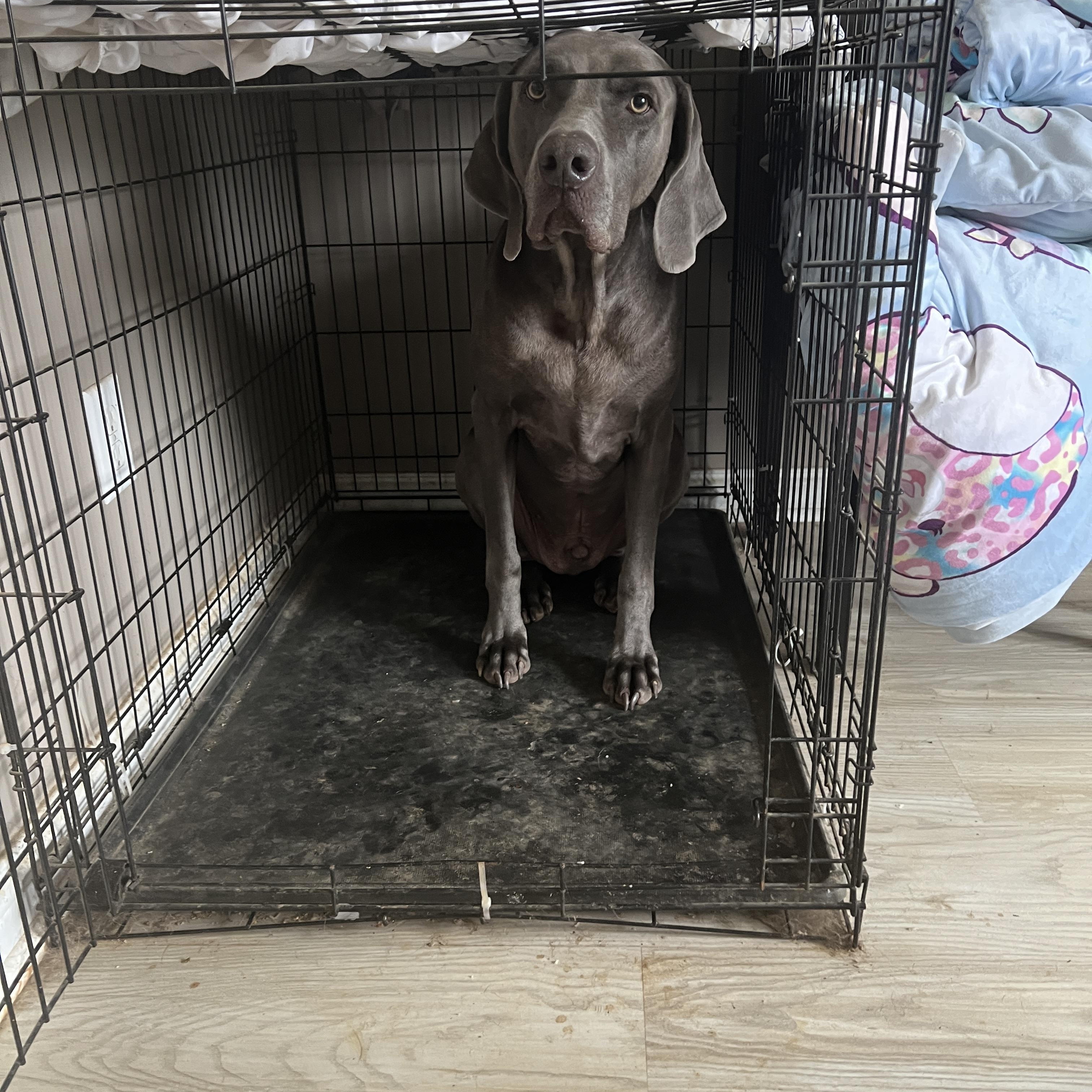 Blue, a Adoptable Weimaraner in Jeffersonville, IN image 2/3