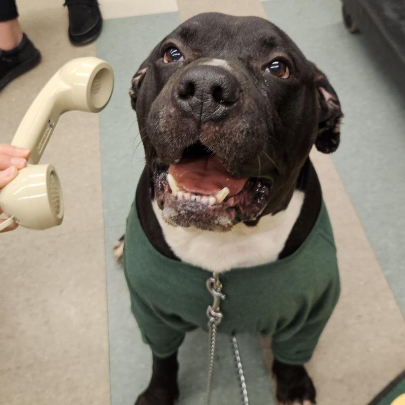 Enlarge Diesel, a Adoptable Mixed Breed in Fairport, NY image 1/6