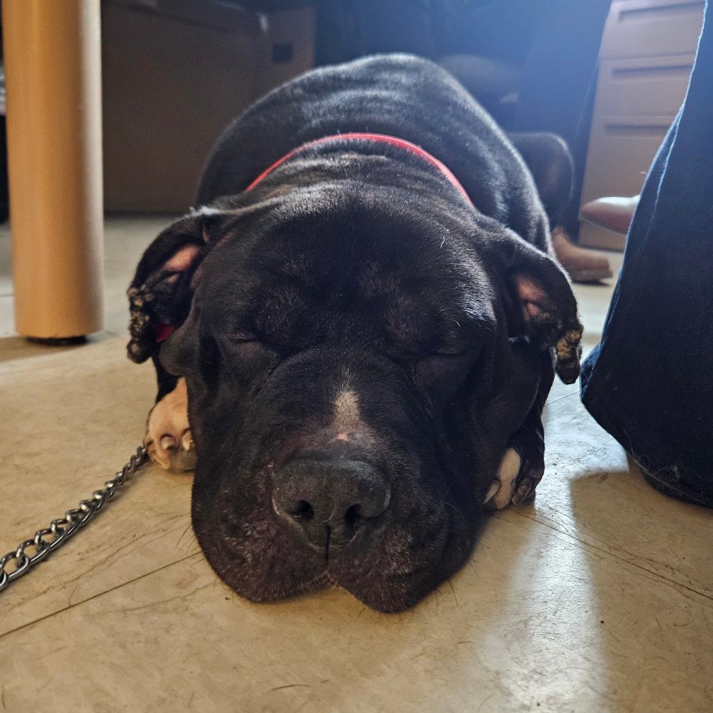 Enlarge Diesel, a Adoptable Mixed Breed in Fairport, NY image 2/6